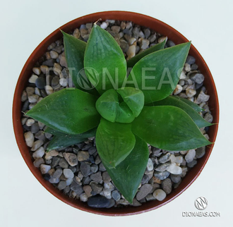 Хавортия ладьевидная - Haworthia Cymbiformis