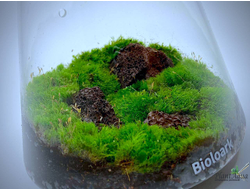 Чаша Пузырь Biolark One (120мм х 105мм)