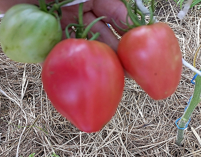 Томат Бычье сердце Ким времен гражданской войны, Kim’s Civil War Oxheart (США)