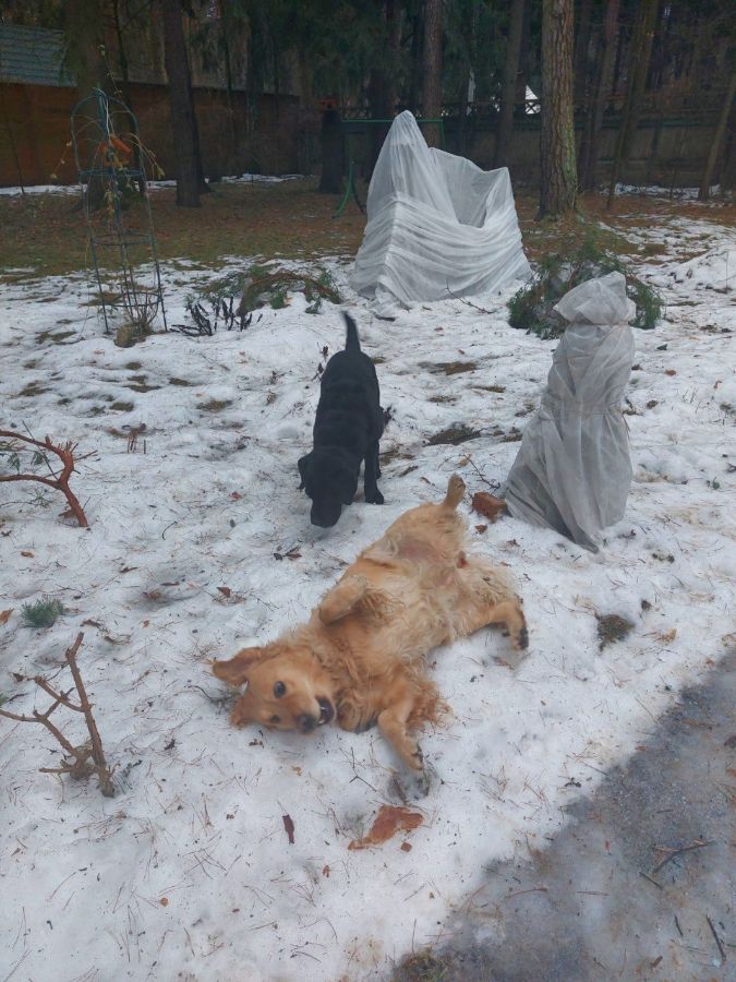 Сэнди / РУССКОЕ ЗОЛОТО ПАУЛИНА СЭНДИ /, 3 года