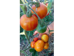 Томат Королева красоты (Beauty Queen)