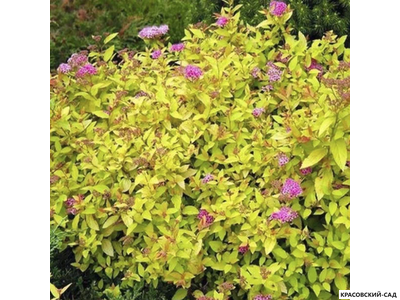 Спирея Голдмаунд - Goldmound