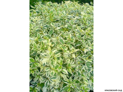 Дерен белый Элегантиссима