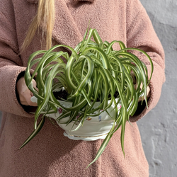 Хлорофитум в винтажной супнице