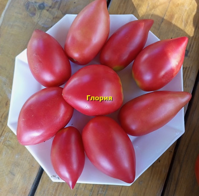 Томат Глория