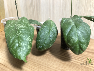 Hoya sp. Sabah AG 08-24