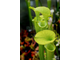 Семена Sarracenia Alata hybrid 1