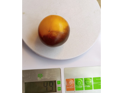 Томат Гондвана Луна ( Dwarf Gondwana Moon)