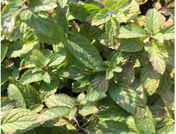 Мята перечная (Mentha piperita) Индия, 5 мл - 100% натуральное эфирное масло