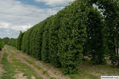 Арка из Березы повислой - Betula pendula