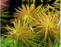 Людвигия инклината Куба (меристемная) АЗИЯ