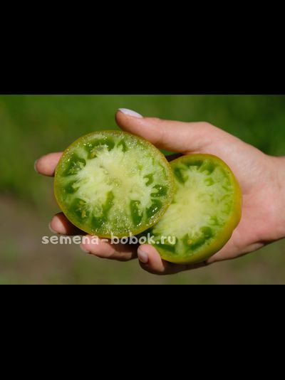 Томат Зеленая Тайна Личинки (Grub’s Mystery Green), 10 шт.