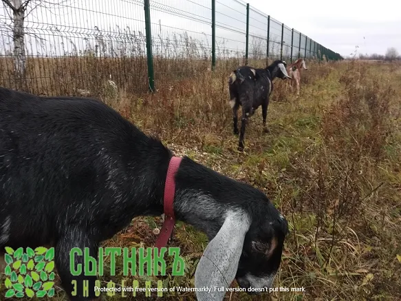 Купить нубийских чистокровных коз в Москве