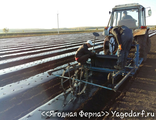 Саженцы малина в челнах. 992e3ecb24b33b86a9fd17bb096ce47433f59956. Саженцы малина в челнах фото. Саженцы малина в челнах-992e3ecb24b33b86a9fd17bb096ce47433f59956. картинка Саженцы малина в челнах. картинка 992e3ecb24b33b86a9fd17bb096ce47433f59956. Сорт: летний, раннего растянутого созревания