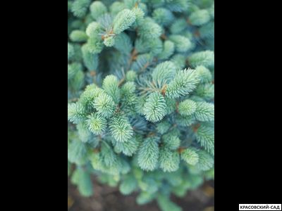Ель колючая Глаука Аризона