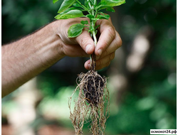 Стимуляторы роста корневой системы