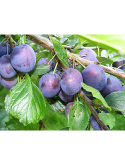 Слива Волжская красавица (ранний)