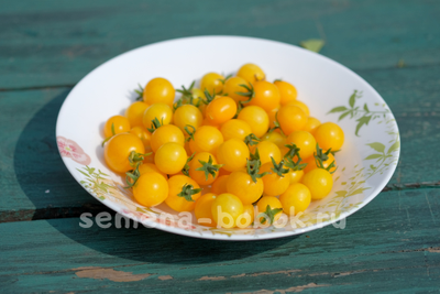 Hahms Gelbe topftomate (Желтый горшечный томат Хамса), 10 шт