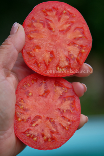 Томат Dwarf Snakebite (Гном Укус Змеи), 10 шт