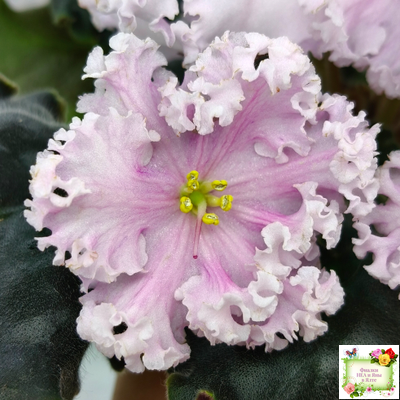 ВаТ-Любимая Внучка (Т.Валькова) 2016 г.