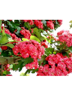 Боярышник средний Paul's Scarlet