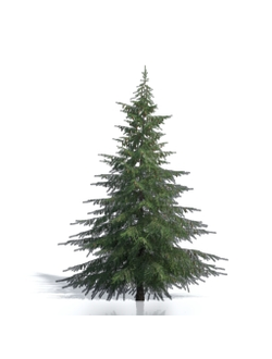 Billboards Ель летняя_17