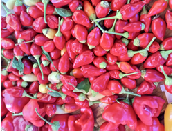 Перец острый Barra do Ribeiro