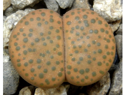 Lithops fulviceps C220 (Чехия)