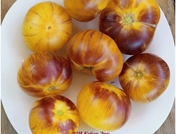 Томат Восставший Звездный Истребитель Кэйли Энн (Rebel Starfighter Kayleigh Anne)