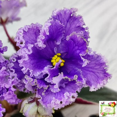 Н-Озёрный Край (Н. Бердникова) 2018