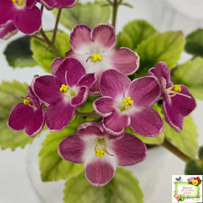 Mac's Scorching Sun (G. McDonald) (лист посажен 29.10.25)