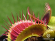 Dionaea muscipula Vampire