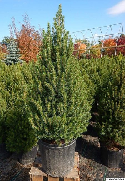 Ель сизая Коника - фото в ландшафте - красовский-сад.рф