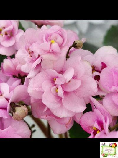 Dresden Doll (P. Harris) (7259) 11/24/1989 трейлер