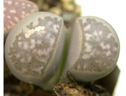 Lithops marmorata 'framesii' C365 - 10 семян