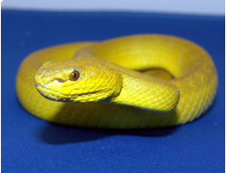 Куфия желтая (Trimeresurus albolabris insularis)