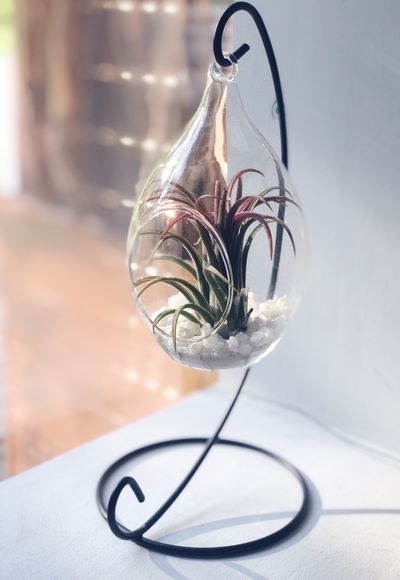 Флорариум Капелька Red