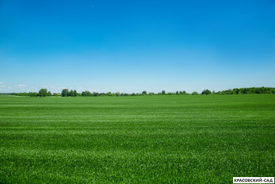 Рулонный газон Пикник-дачный