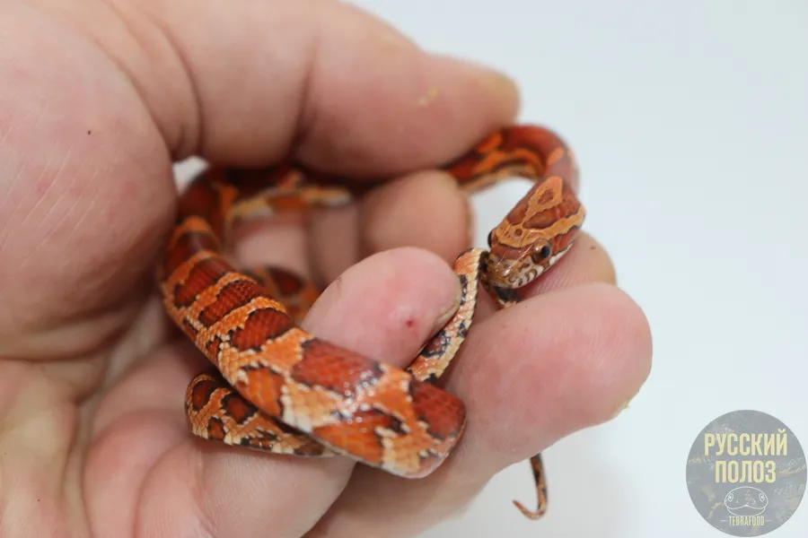 Маисовый полоз, Pantherophis guttatus, Okeetee