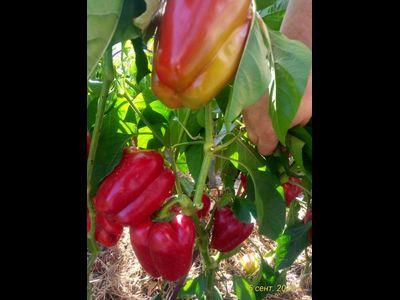 Перец сладкий Ред Носера