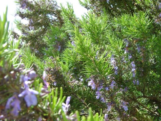 Розмарин хем. цинеольный (Rosmarinus officinalis CT Cineole) цветущие верхушки (5 мл) - 100% натуральное эфирное масло