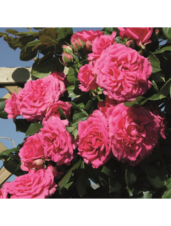 Маритим (Maritim)