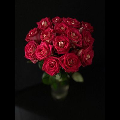 Роза  Россия 70 см. 15 шт