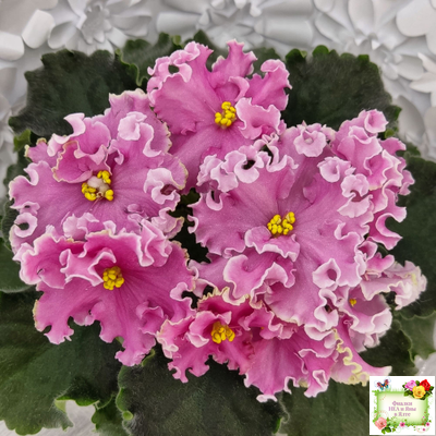 НД-Ливадия (Н. Данилова-Суворова) 2020 г.