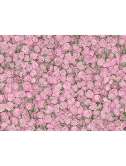 ROSE 2