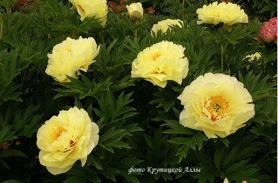 Пион Bartzella (Барцелла)