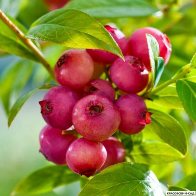 Голубика Пинк Лемонейд - Pink Lemonade