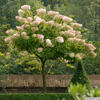 Гортензия Грандифлора