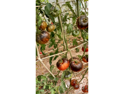 Томат Татьянин яхонт