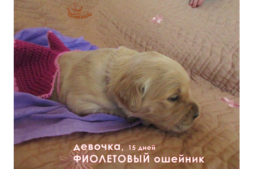 Девочка с фиолетовым ошейничком, 15 дней